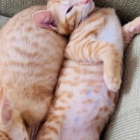ソファでくつろぐ2匹の子猫
