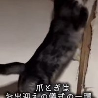 爪とぎをする猫
