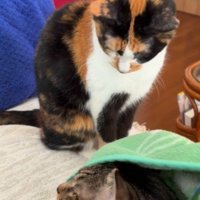 毛布の中から顔を出したキジトラ