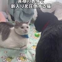 向かい合っている2匹の猫