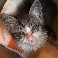 目やにがついた子猫の顔