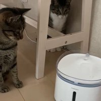 自動給水器を見つめる2匹の猫