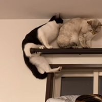 くの字になる猫