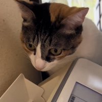 ジーっと見つめる猫