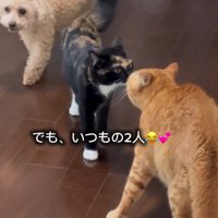 顔を近づけてあいさつをする2頭の猫