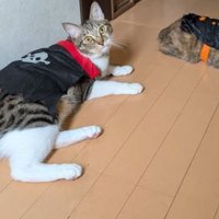 室内にいる猫