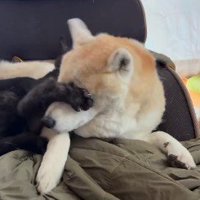 犬を止める猫