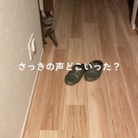 部屋から出てくる猫