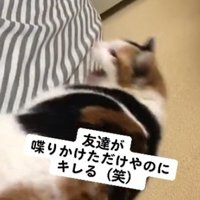 ベッドの上で怒るミケ猫