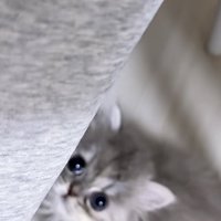上目遣いをする猫の写真