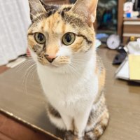 マフラーこはくちゃん