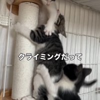 爪とぎの棒に集まる子猫たち