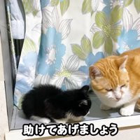 テロップ「助けてあげましょう」
