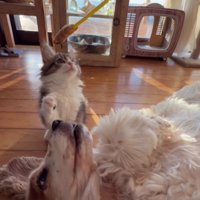 遊んでいる犬と子猫