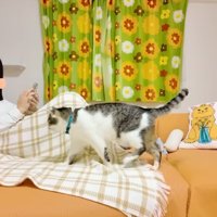 ソファにいる女性と猫