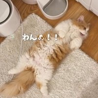 飼い主が名前を呼びと「わん！！」と鳴く子猫