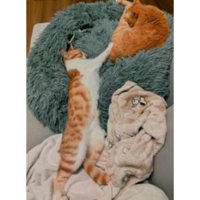 室内にいる猫たち