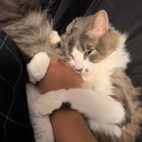 意地悪な表情で見つめる猫