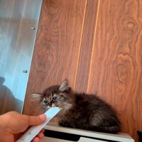 おやつをもらう子猫