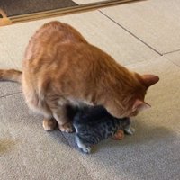 大人の猫の足元に入り込んでいる子猫