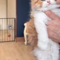 人に抱かれている猫