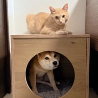 箱の中の犬と箱の上に乗る猫