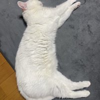 「と」の形で寝る猫