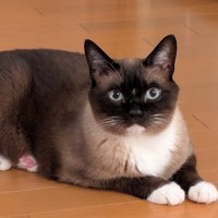 座って前を見る猫