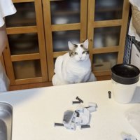 顔を上げる猫