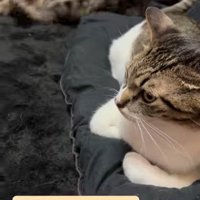 子猫がしっぽにじゃれている成猫