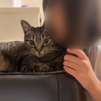 猫にキスする女の子