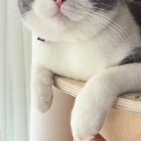 飼い主さんに前足を触られるブリティッシュショートヘア