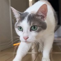 歩いてきた猫の顔