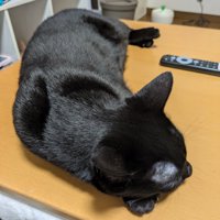 上から見た黒猫