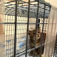 捕獲機に入った子猫2