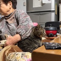 おばあちゃんと猫