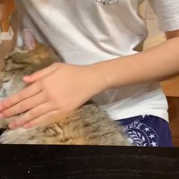 猫の背中をもう一方の手で触る女性