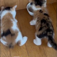 2匹並んで食事をしている子猫