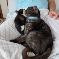 くっつきあう子猫と成猫