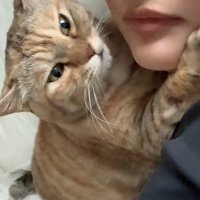 くっついている飼い主と猫