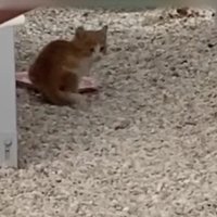 ご飯皿の前に座る子猫