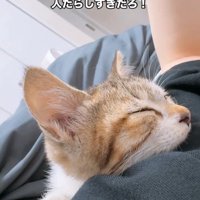 人の体の上で寝る子猫
