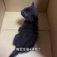 ダンボール箱の中にいる子猫