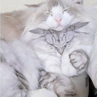 バックハグで密着する2匹の猫