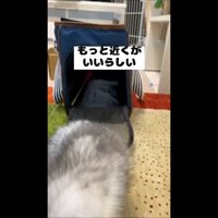 もっと近くが(ドアップ)