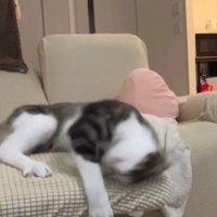 ソファーから落下する直前の猫