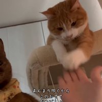 手をトントンされる猫