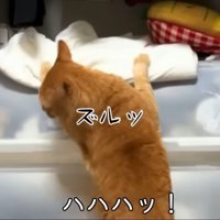 ズルッ