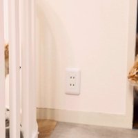 茶色の長毛猫とチワワがケージ越しに向き合う
