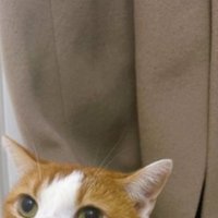 お風呂場にいる猫